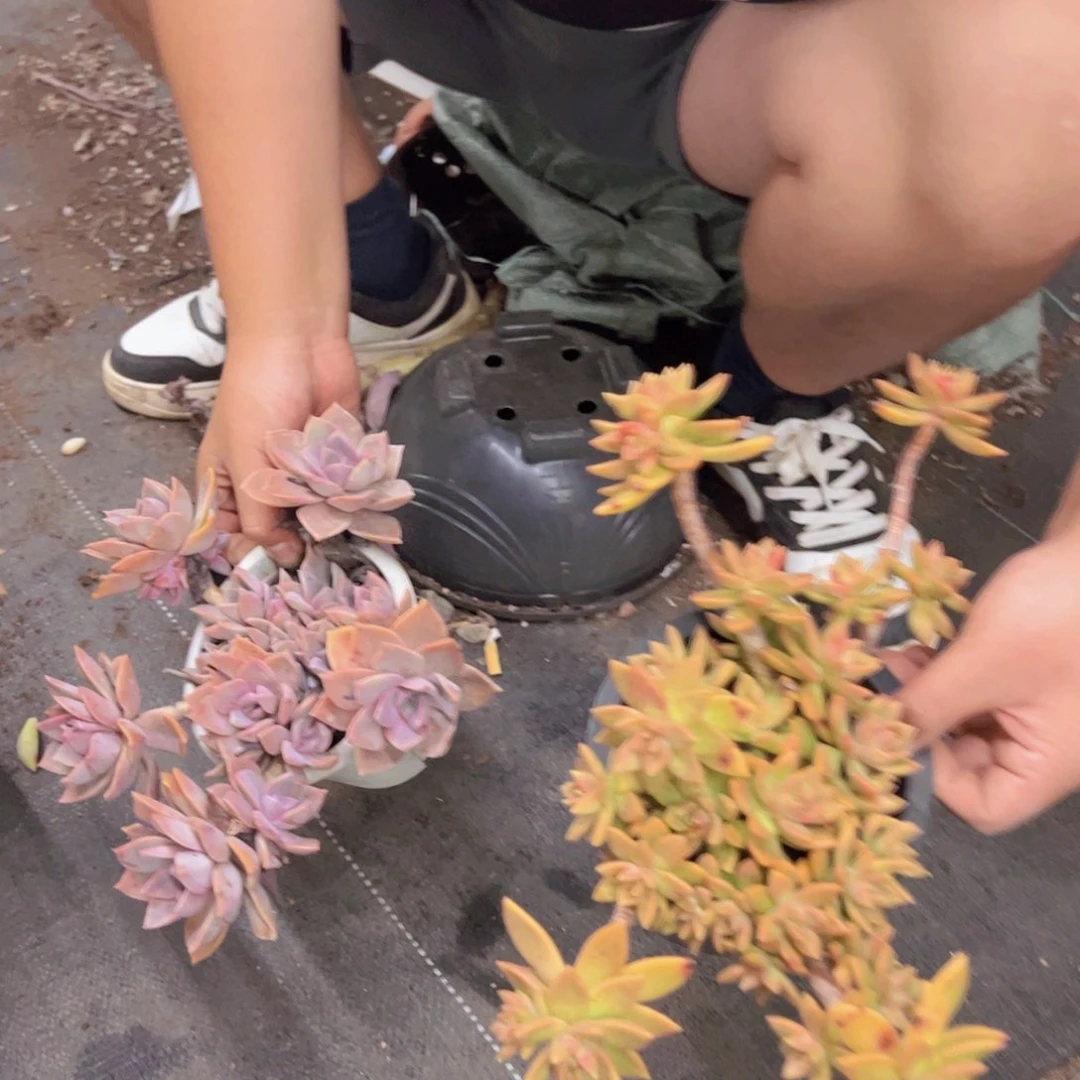 一盆中国初恋，一盆布丁