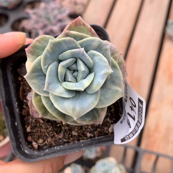 无花朵可爱玫瑰锦多肉植物