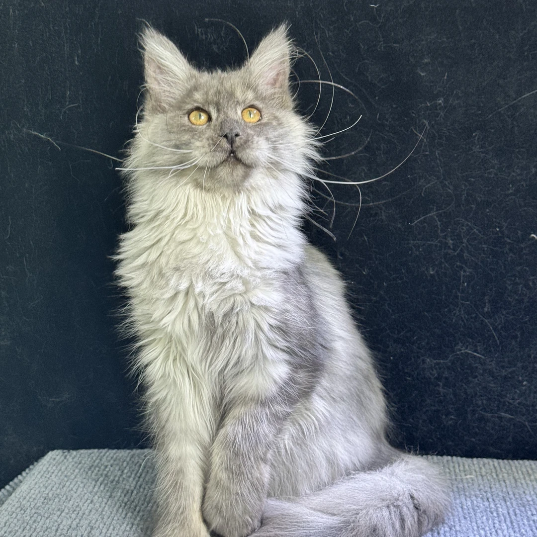 可丽家缅因猫 烟灰妹妹