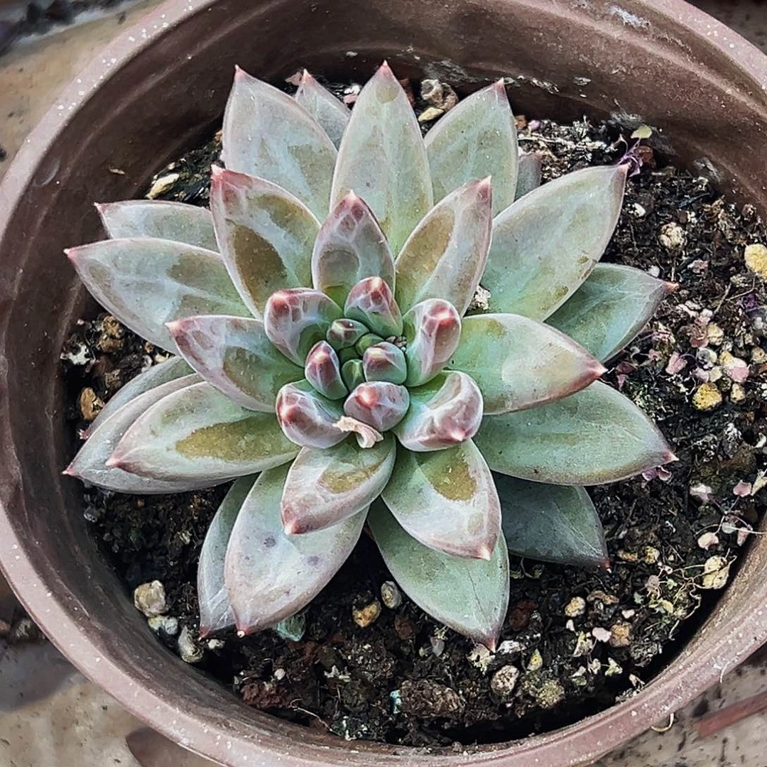 桔云多肉美人精品系列