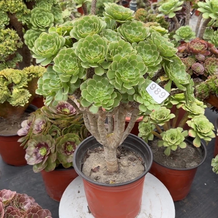 雪***居多肉葡萄的品种也989