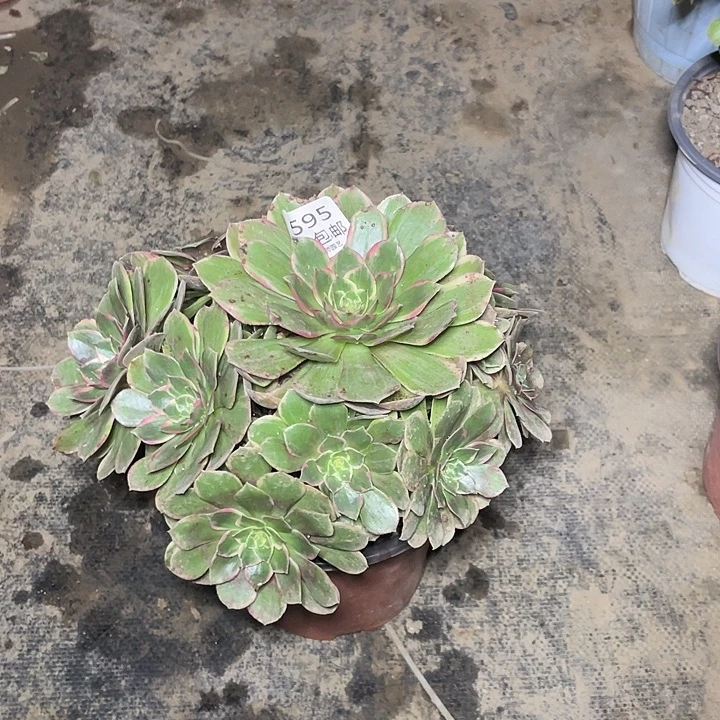 595夜宴多肉法师多肉