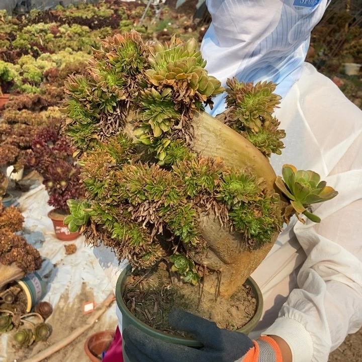 君*%150碧螺春缀化老桩