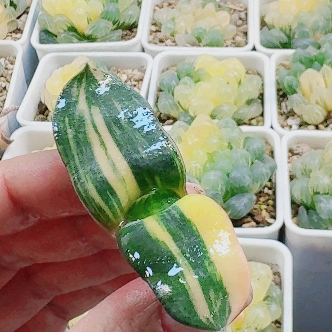 无花朵军配卧牛锦 裸根