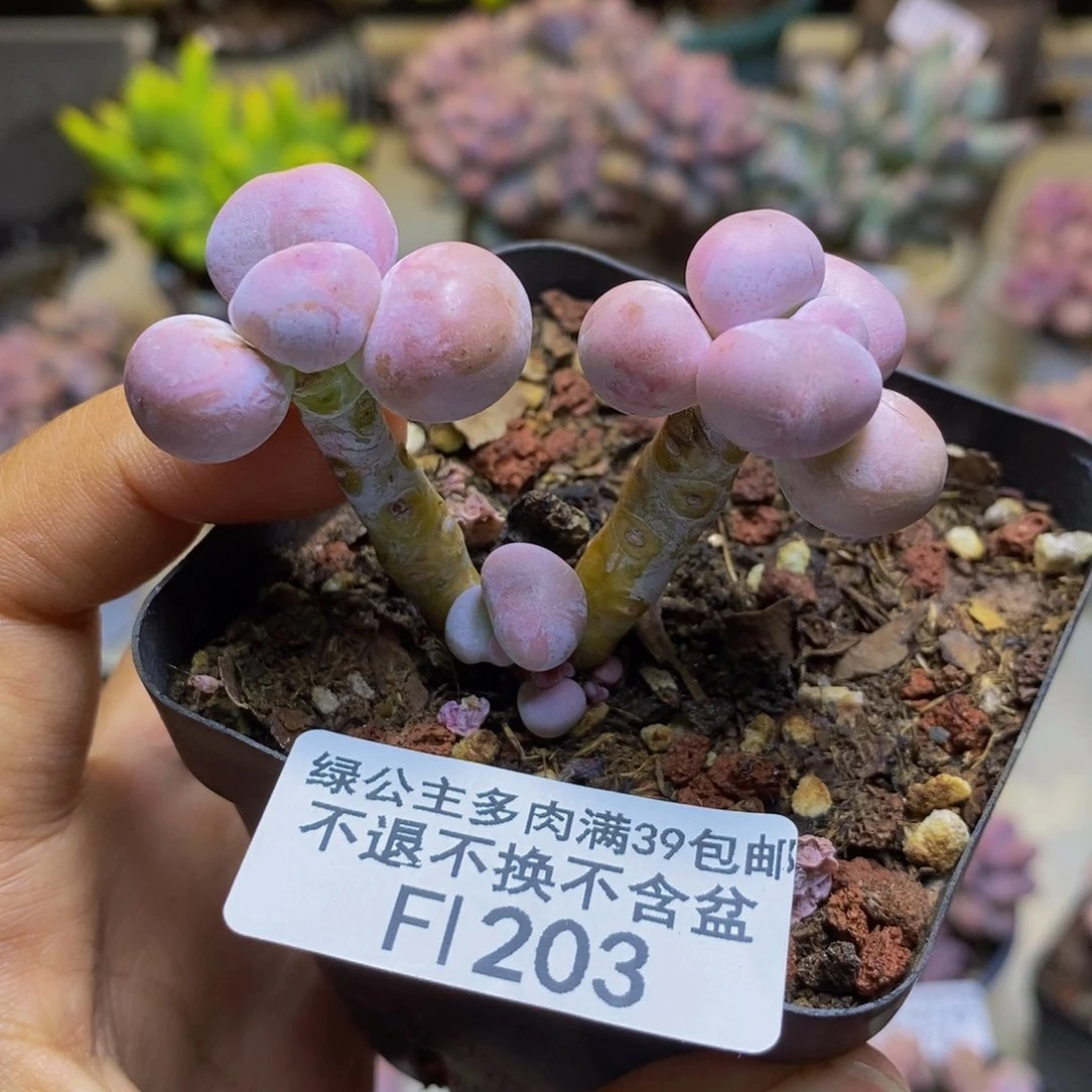 203橙奶多肉肉3cm