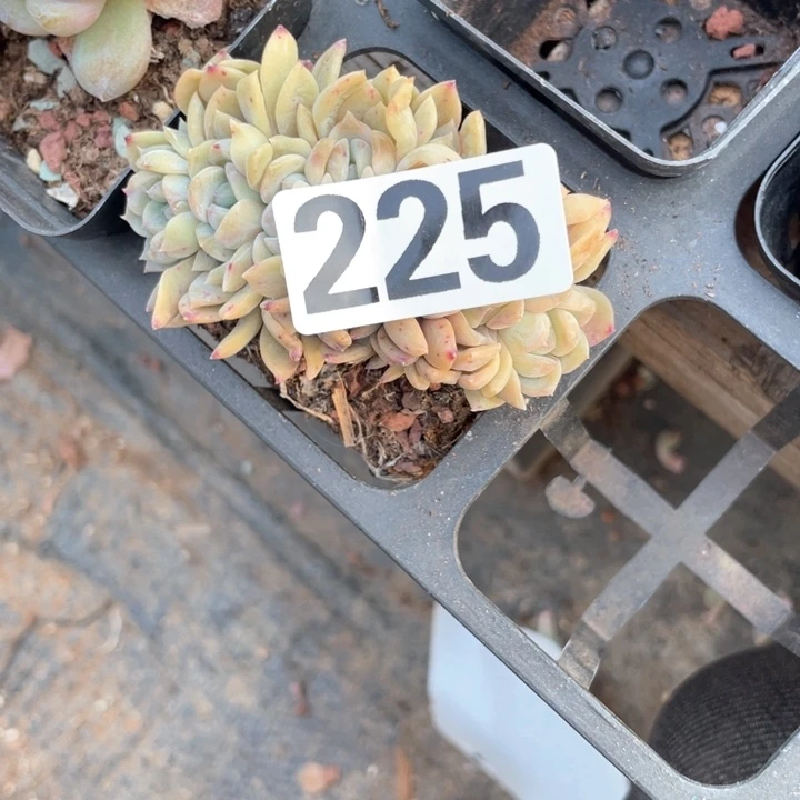 L**u多肉植物一物一拍