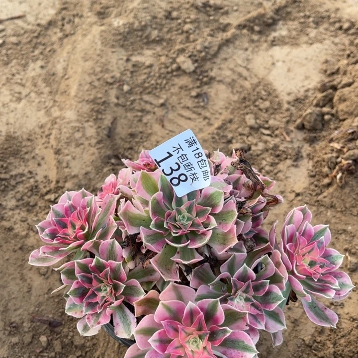 138粉女巫手捧2号棚