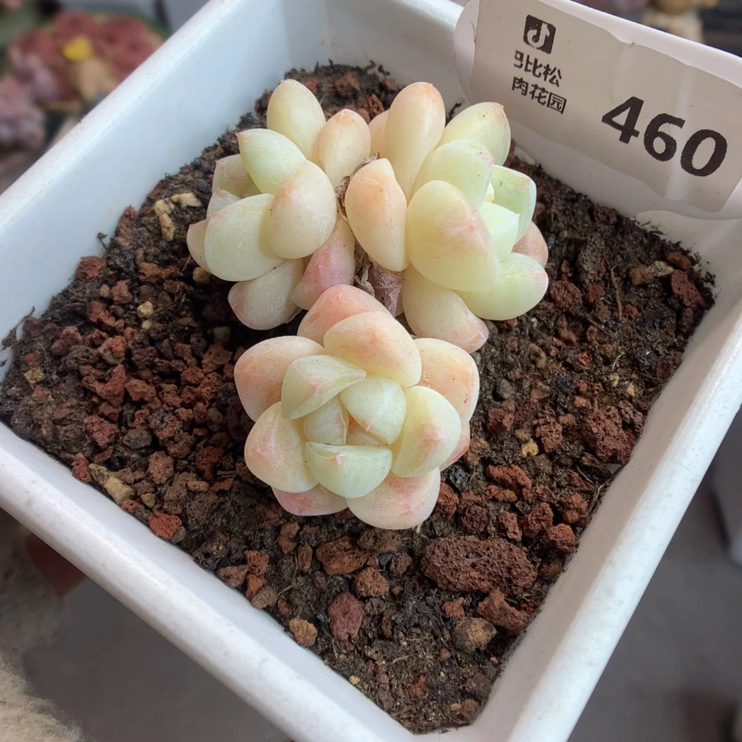 460开播福利奶油冰玉多肉