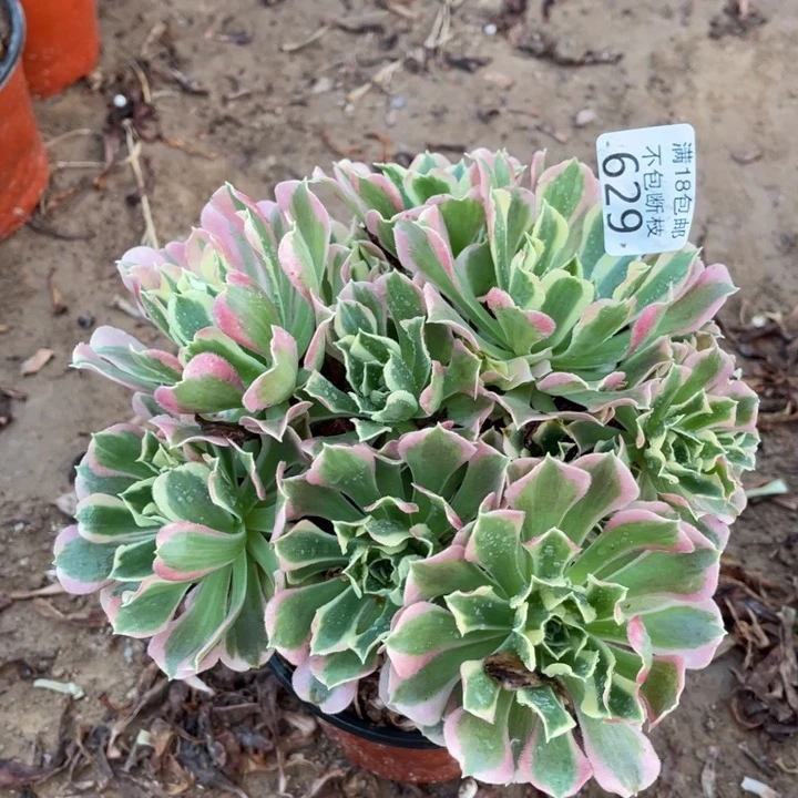 629白凤绣球1号棚