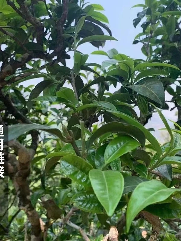 2025年新班章古树混采春生茶饼100g