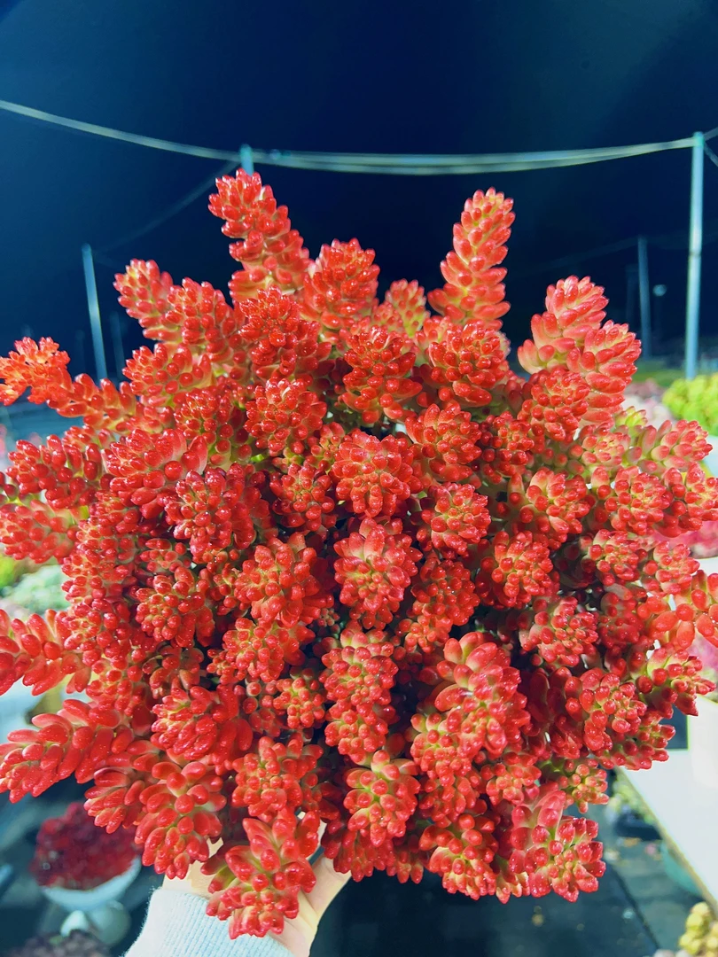 X 火焰葡萄（转运珠） 多肉绿植 阳台绿植 上盆好养 云南基地发货