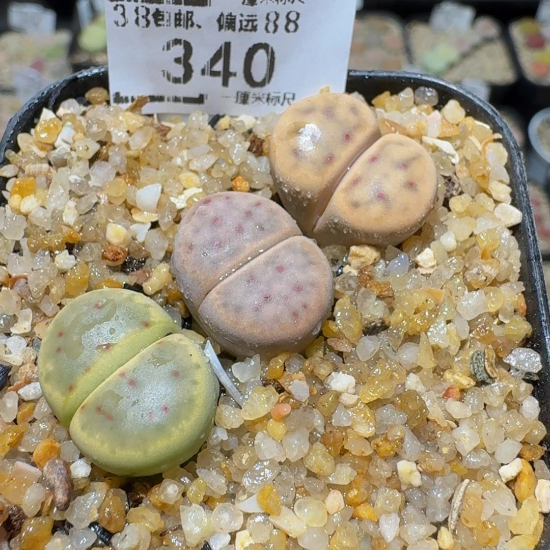 Ssss精品生石花340