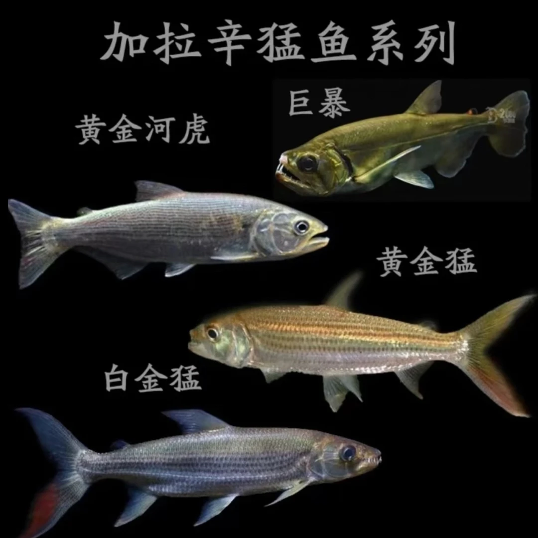 加拉辛白金猛鱼猛鱼巨暴大型热带淡水观赏鱼活体