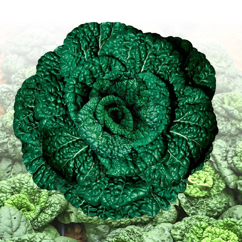 【满5包包邮】冬天乌塌菜种子子白菜黄心乌冬季籽种黑菜蔬菜种籽孑