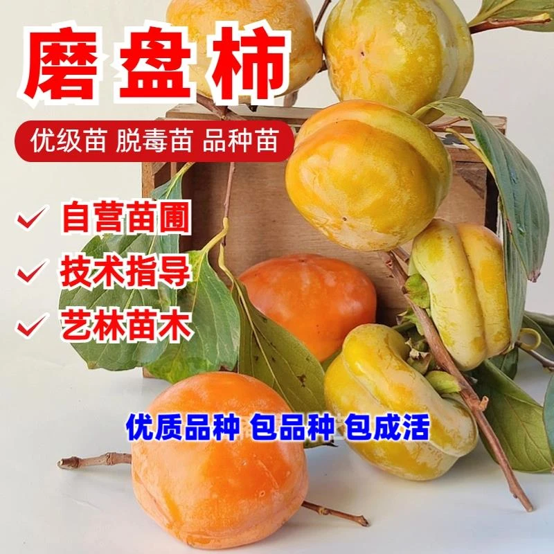 磨盘柿子树苗脆甜柿子苗树嫁接苗特大南北方种植盆栽地栽当年结果