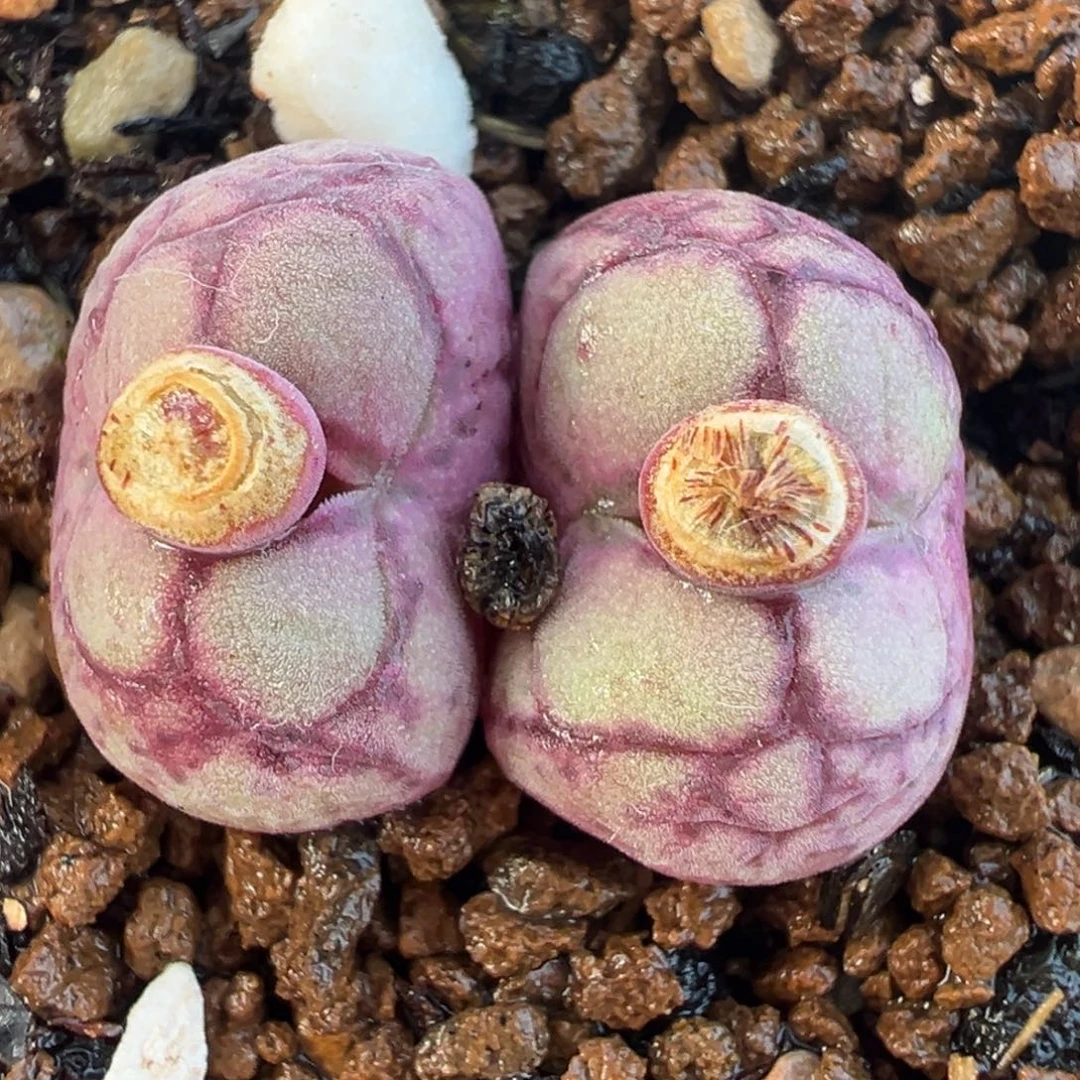 八重亘基多肉植物盆栽