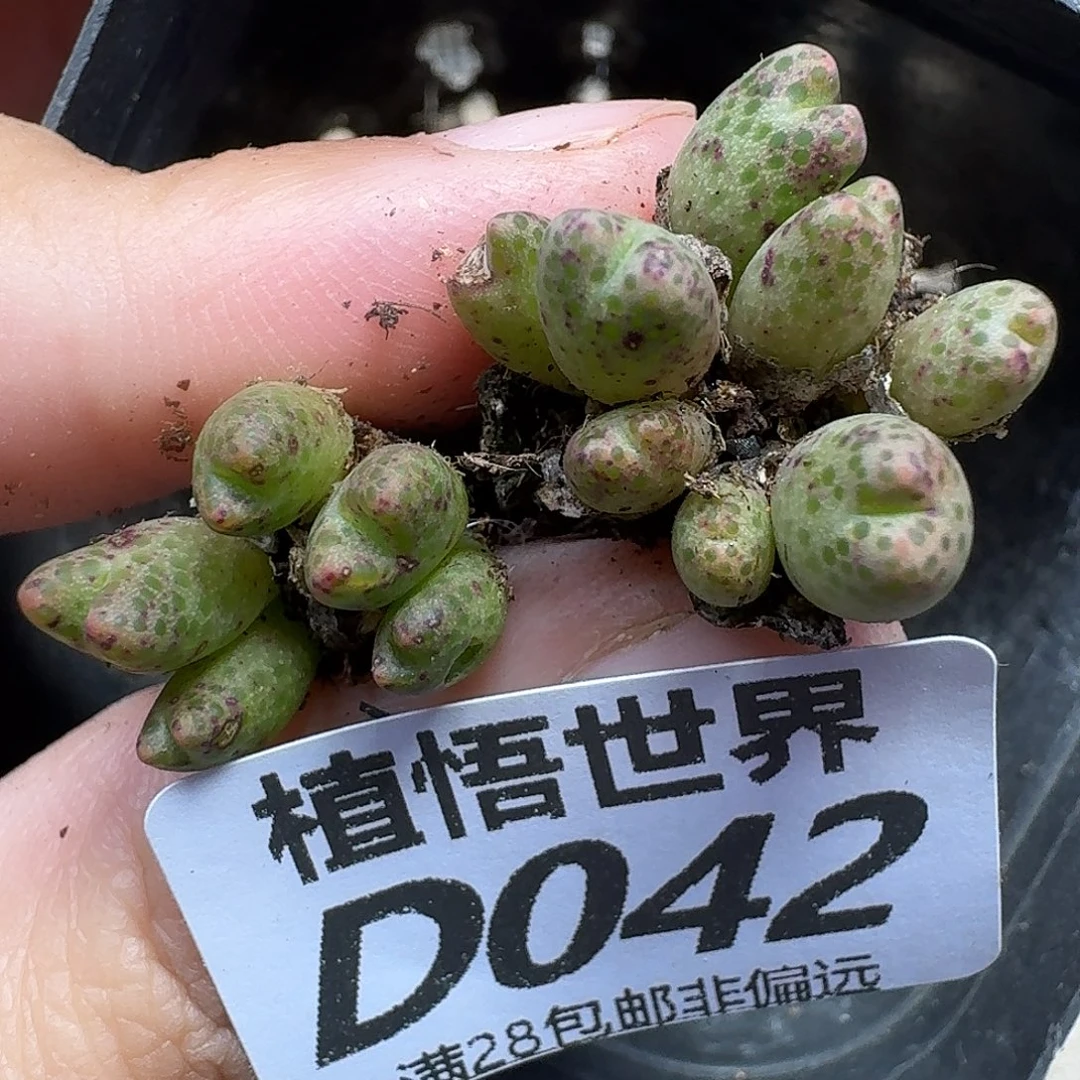 多肉植物的润泽gbb