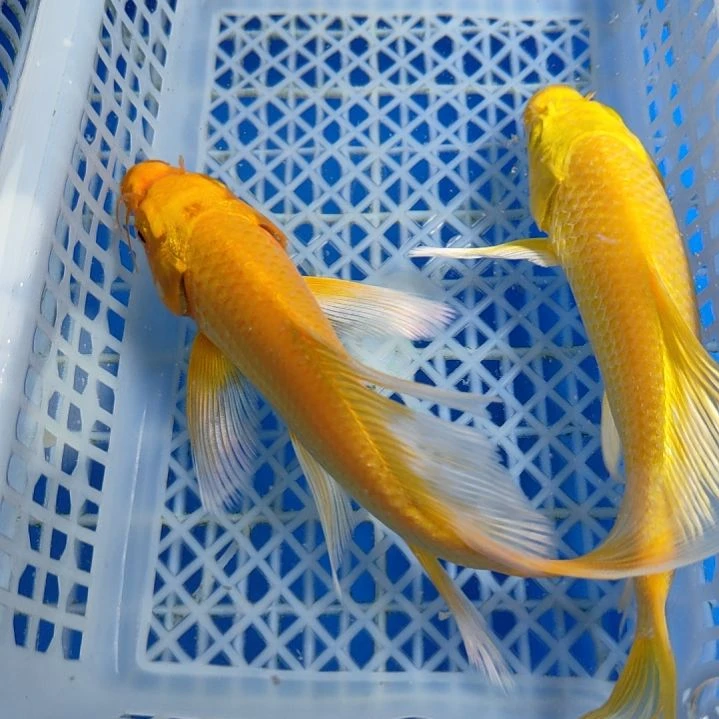 锦鲤黄两条13-15