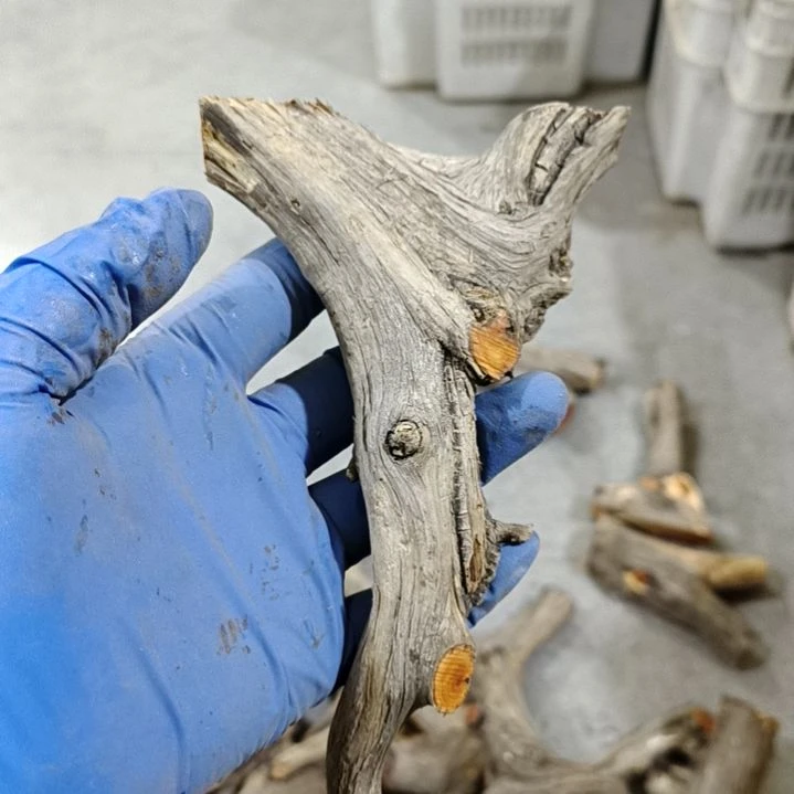 幸***劉香榧木崖柏随行毛料毛料毛料