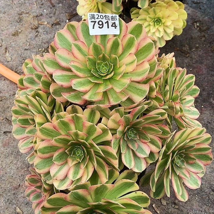 7914 一颗雨何法师