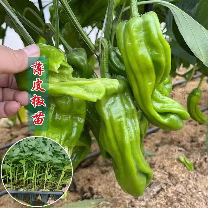 四季辣椒苗蔬菜苗薄皮椒螺丝椒朝天椒微辣特辣庭院阳台南北方种植