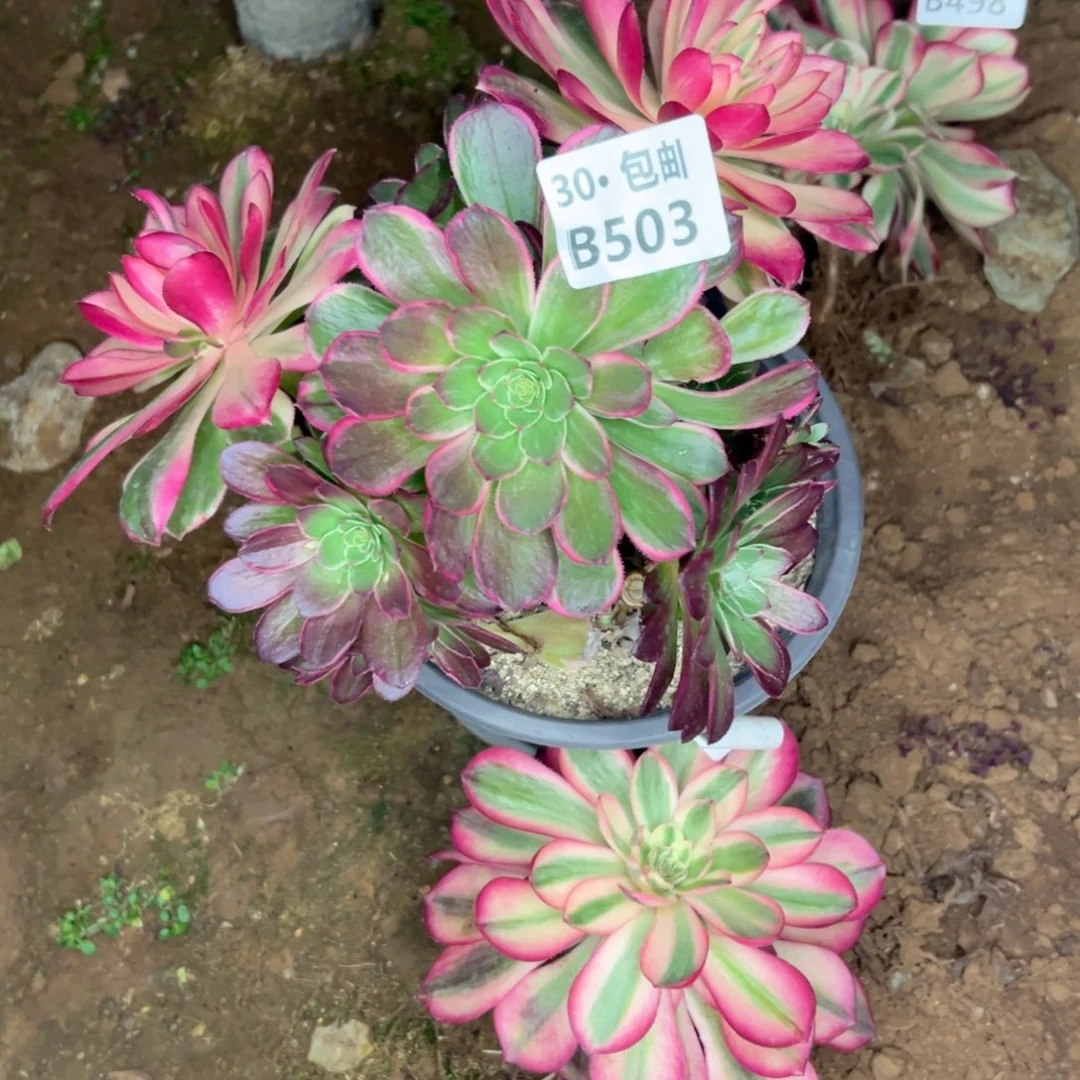 菲*2颗多肉法师不包侧枝