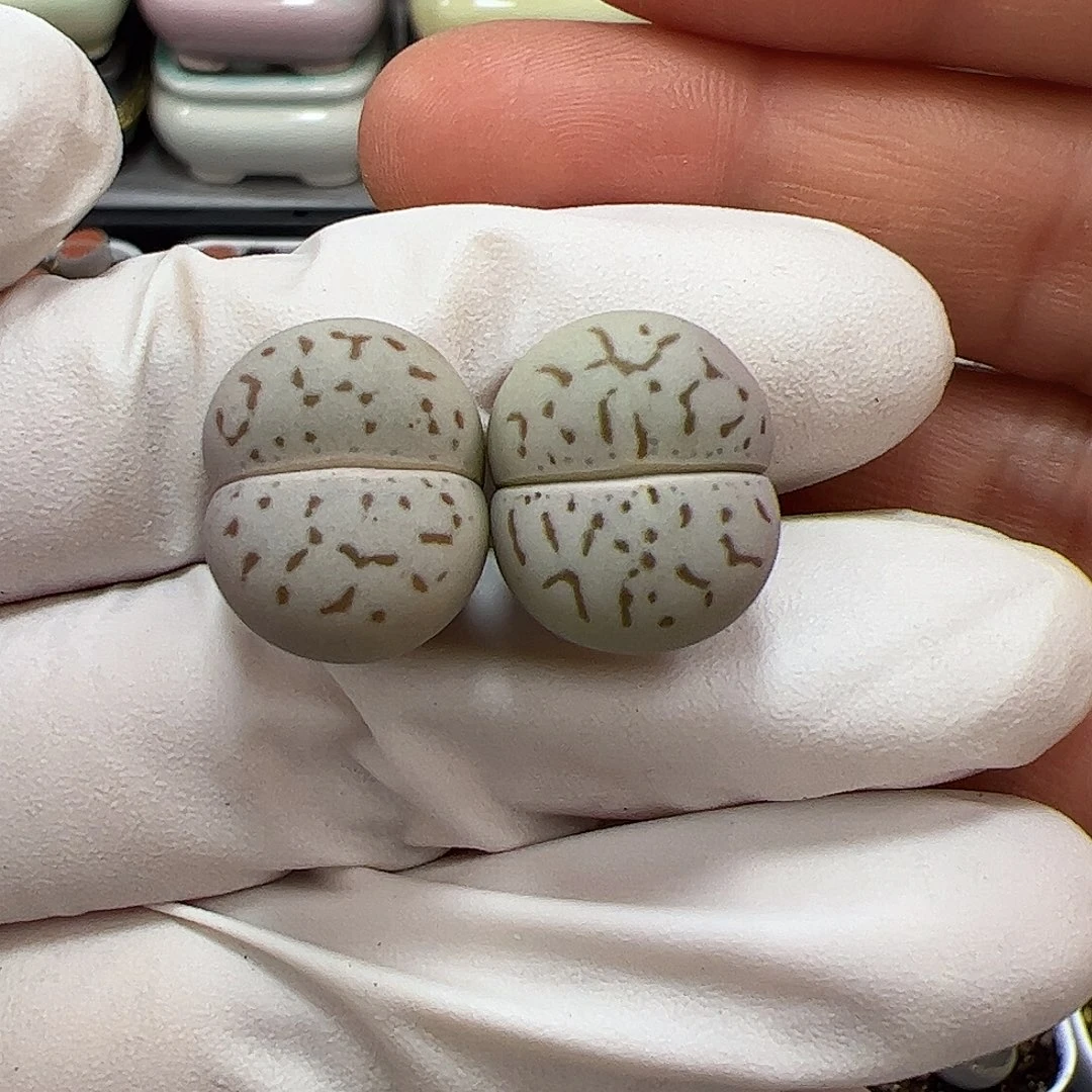 生石花多肉大白2棵