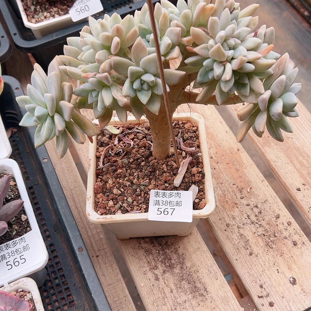 安***迪多肉一物一拍植物567
