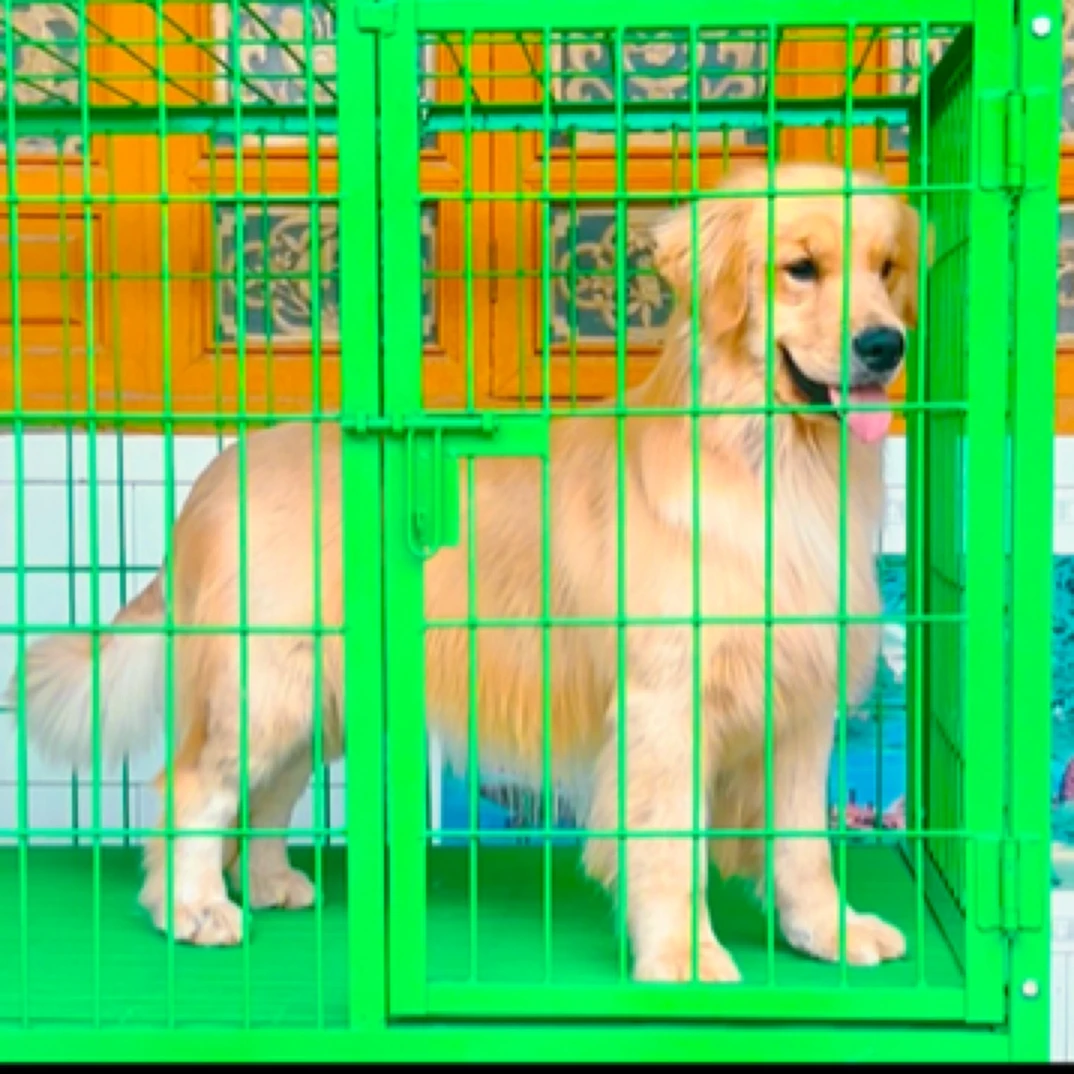 【大理鑫华金毛】宠物活体萌宠小狗金毛幼犬