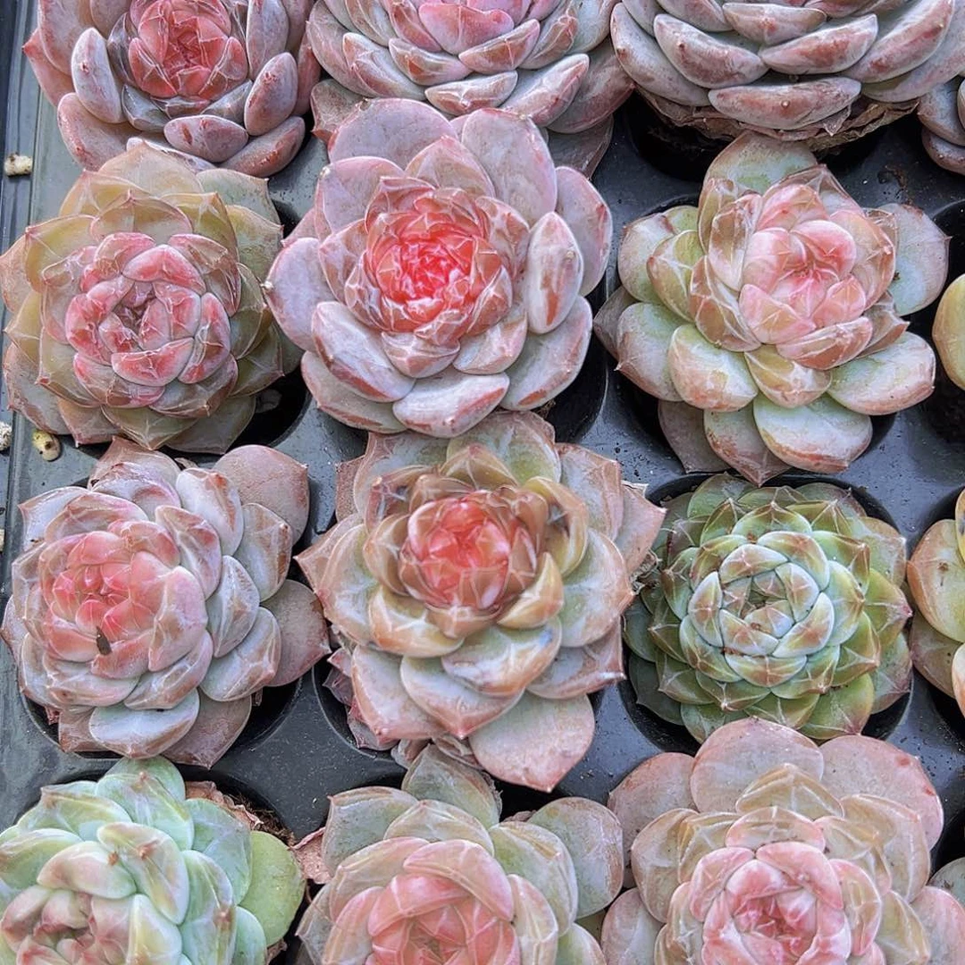 穴盘大精品冰魄3颗19包邮多肉