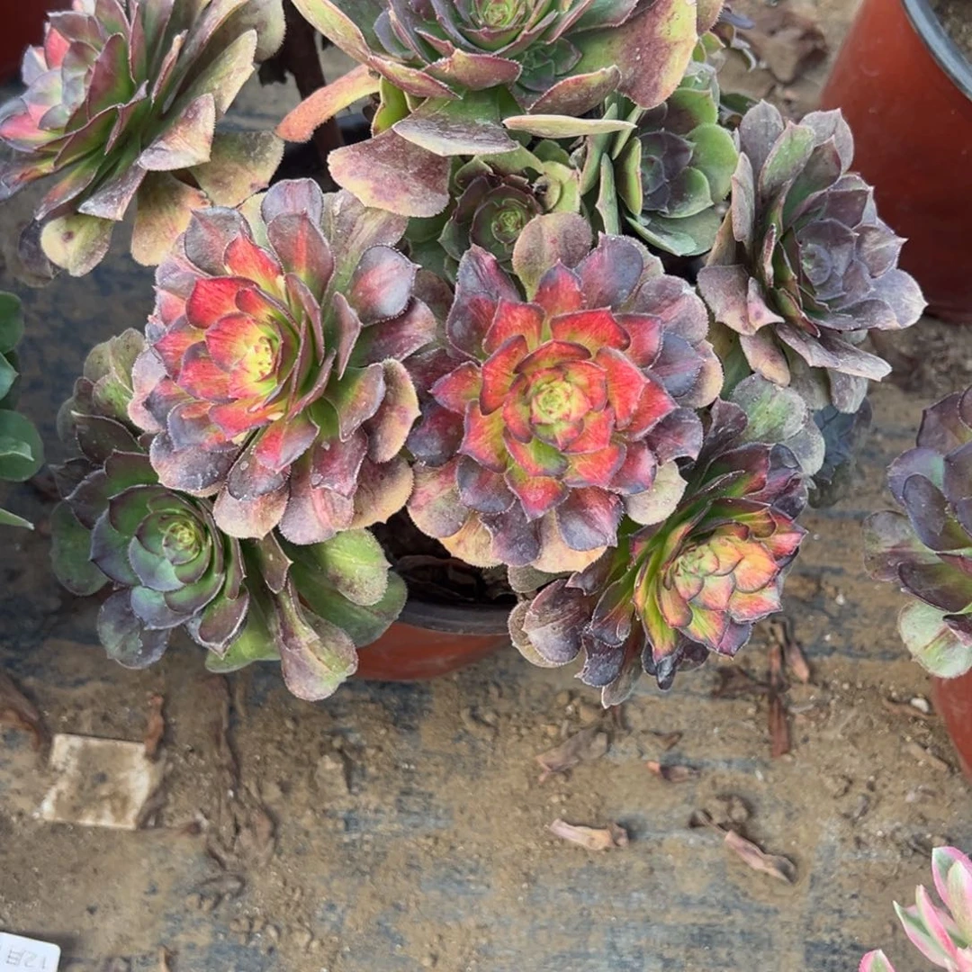 1.3-50海王七彩多肉植物