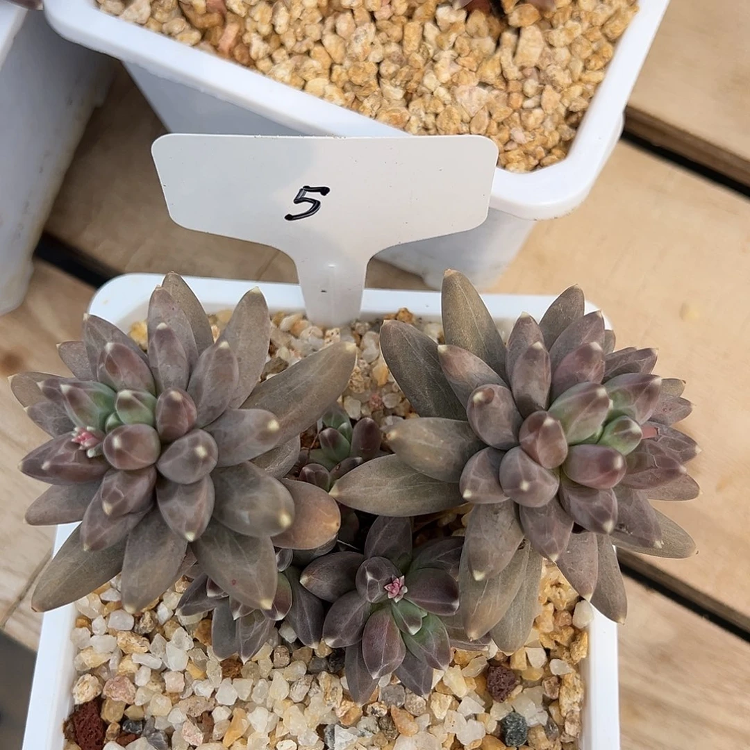 ?***悔5、d h h f h j h g f g g h