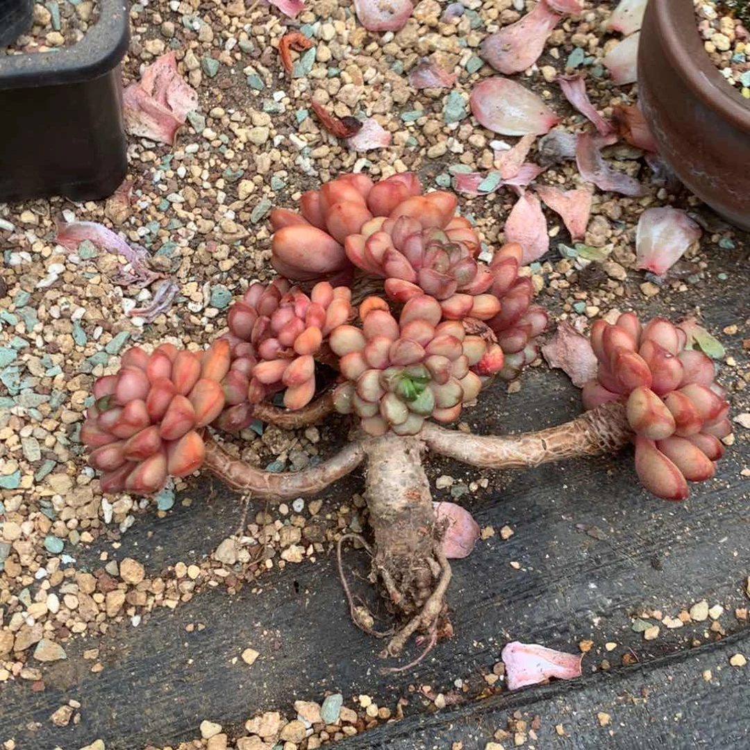 中饰演过角色一角及配角