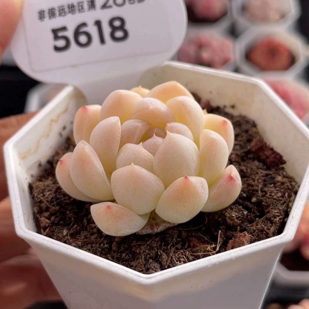 白桃汽水5618-4.0厘米