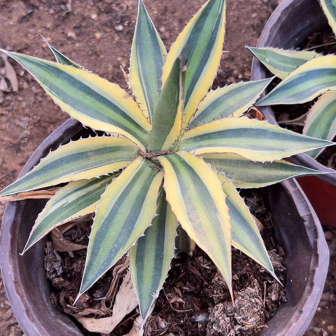 多肉植物五色万代
