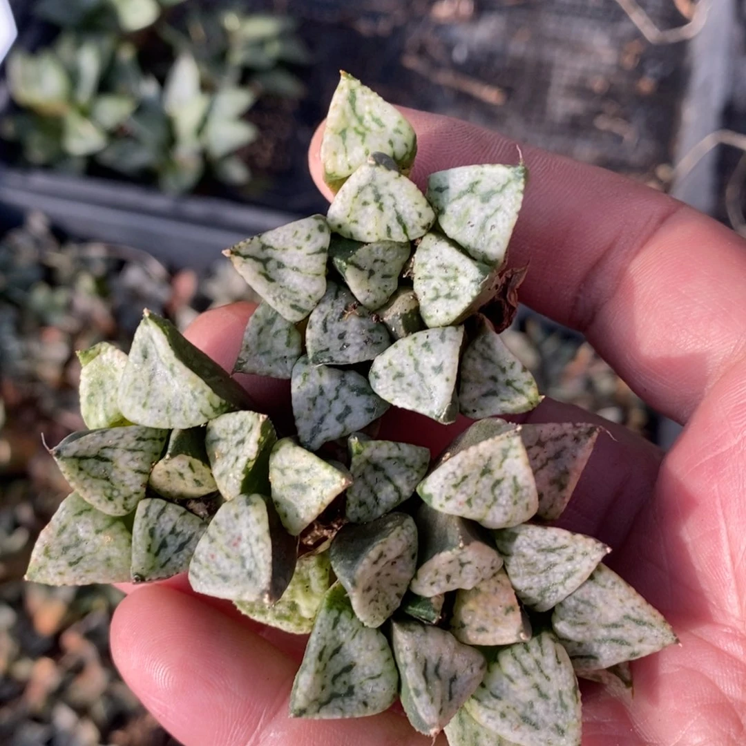 1422 一颗中潘多拉魔盒 周末整点福利