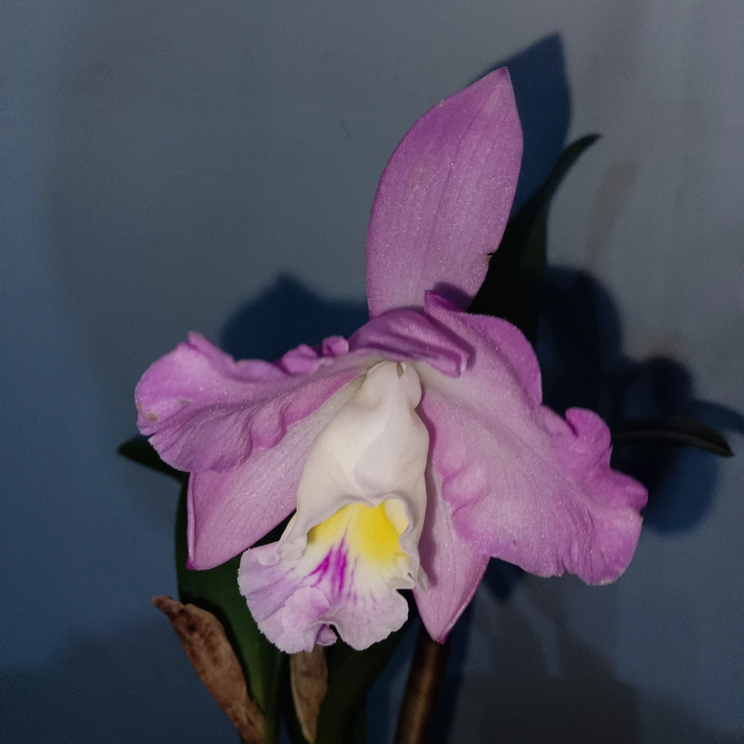 室内盆栽卡特兰圣诞玫瑰