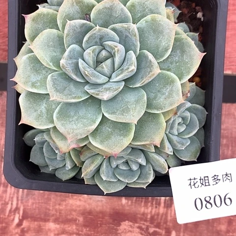 王***火0806一颗88888888
