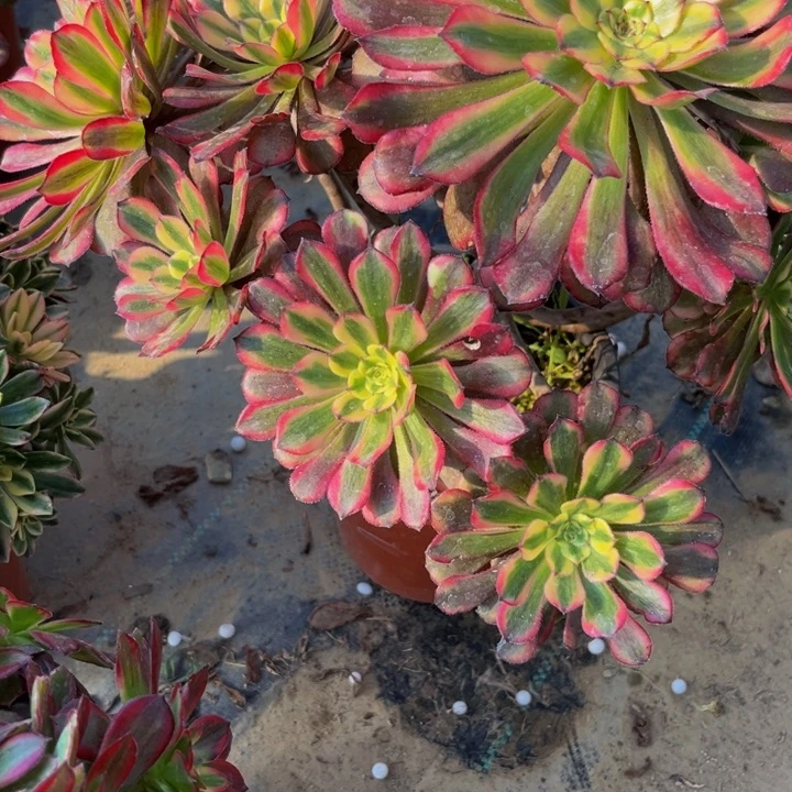 164多肉植物一物一拍