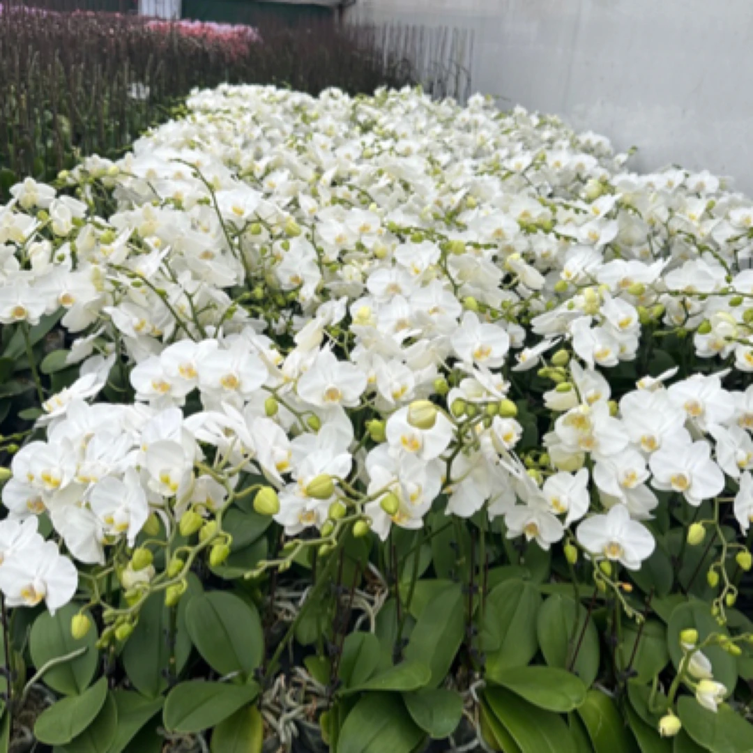 3棵开花株蝴蝶兰带花基地直发