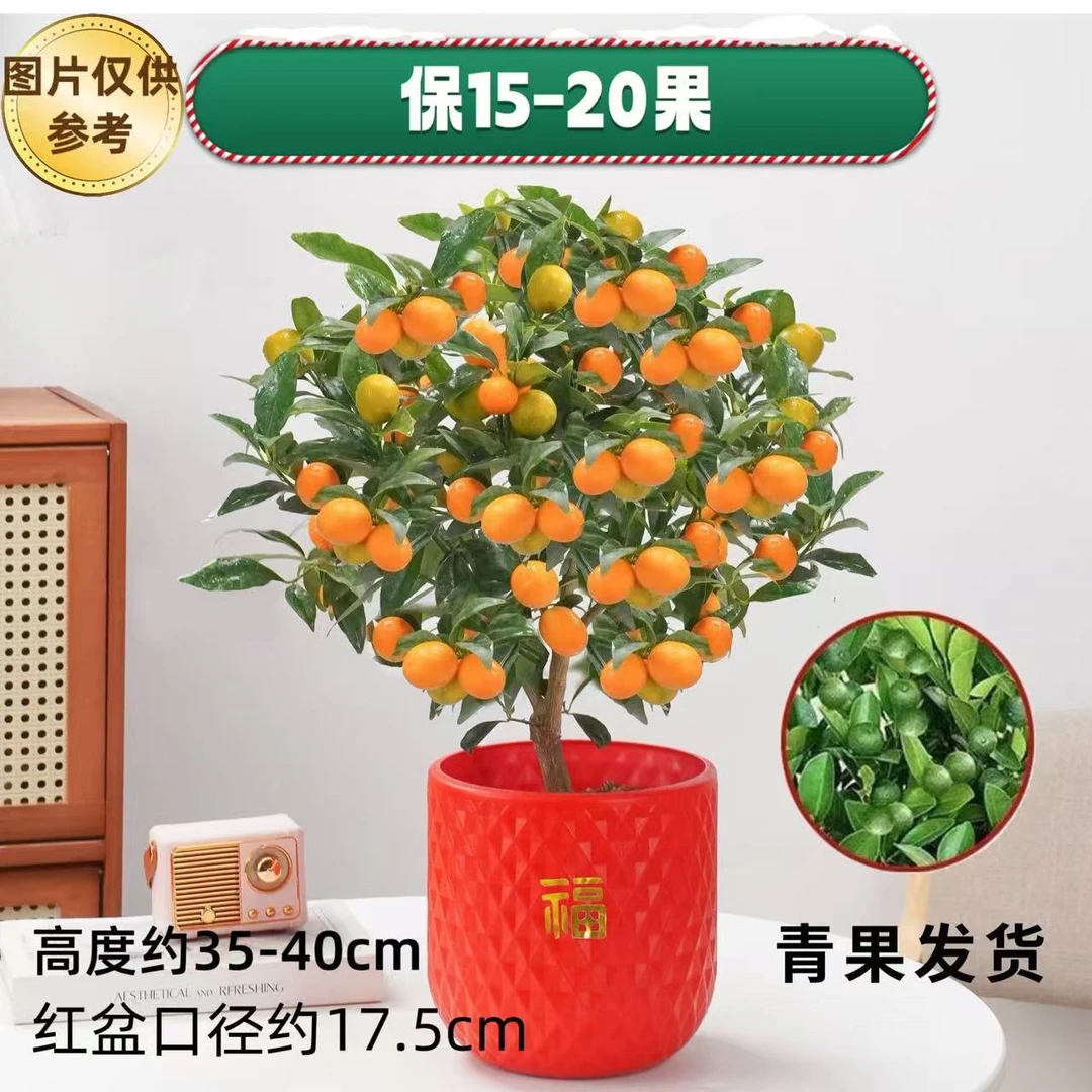 【青果发货】四季金桔盆栽带青果可室内外种植的招财观赏橘子盆景