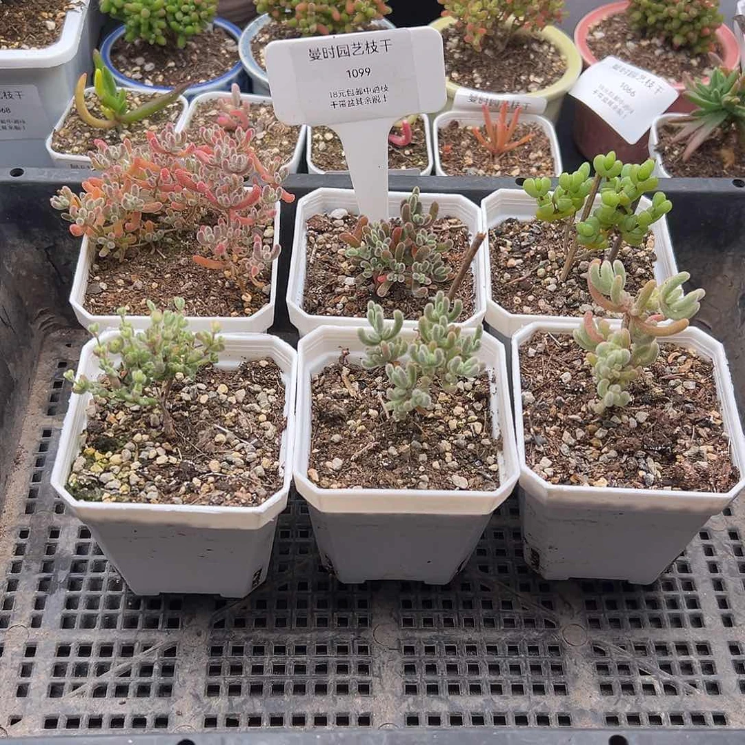 1099号6颗1.1多肉