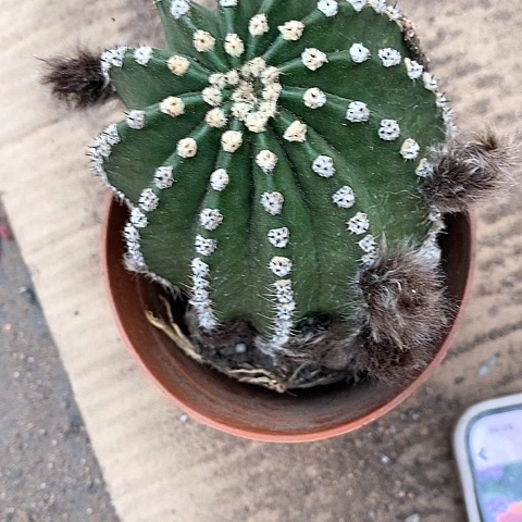 清仓瑕疵激流仙人球357888