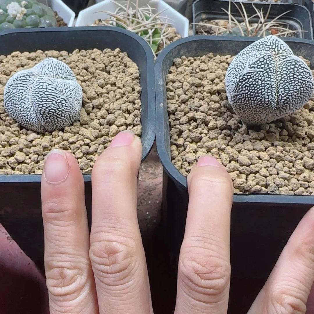 愛*00000000多肉两颗56➕87