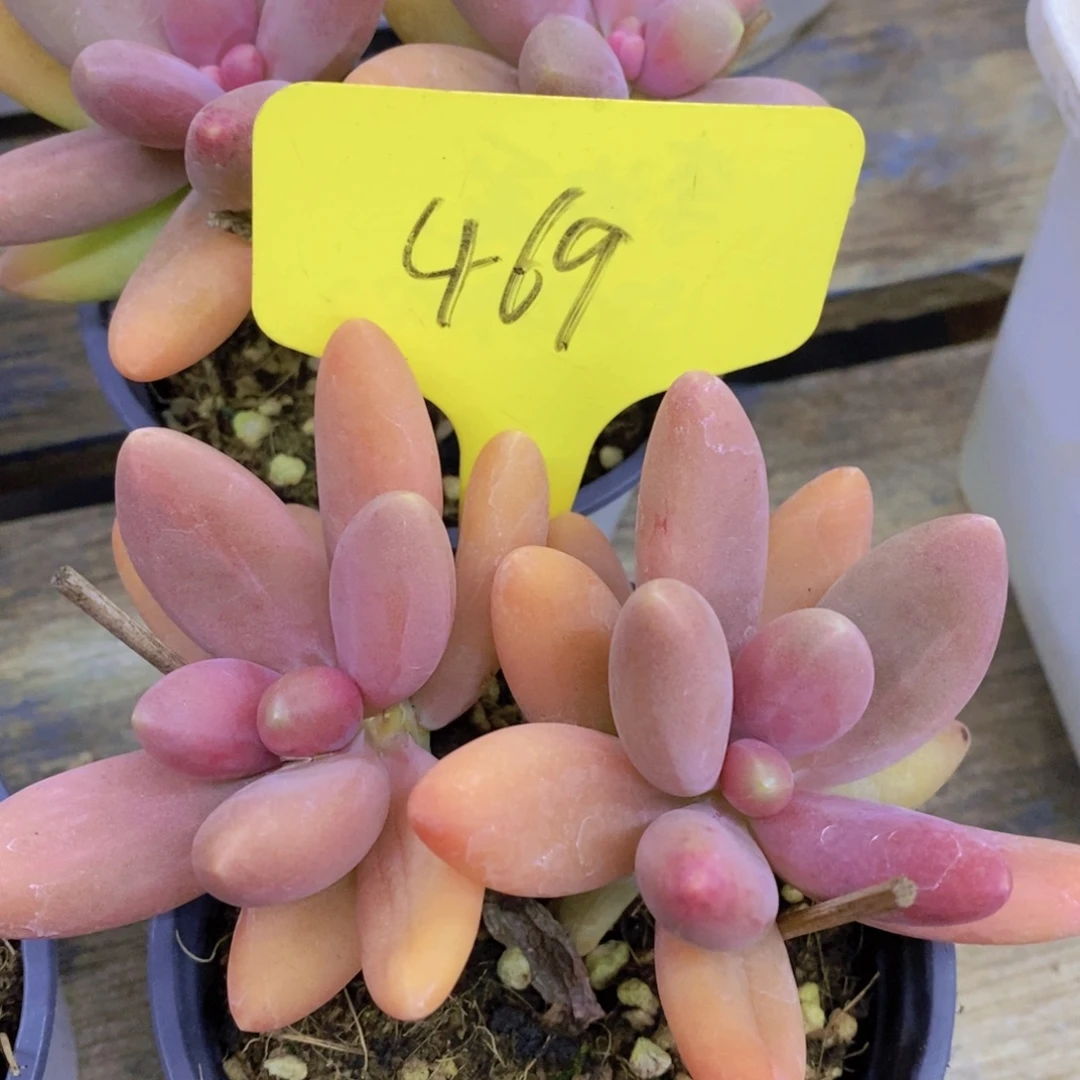 快乐至上，开心无价，一物一拍