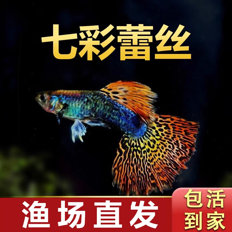 【精品七彩蕾丝】孔雀鱼纯种观赏鱼淡水好养热带鱼小鱼鱼苗凤尾鱼