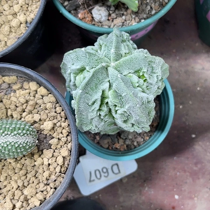 仙人球开花仙人球上