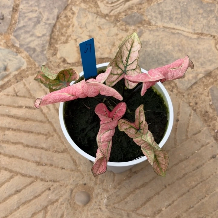 泰国彩叶芋67-1019