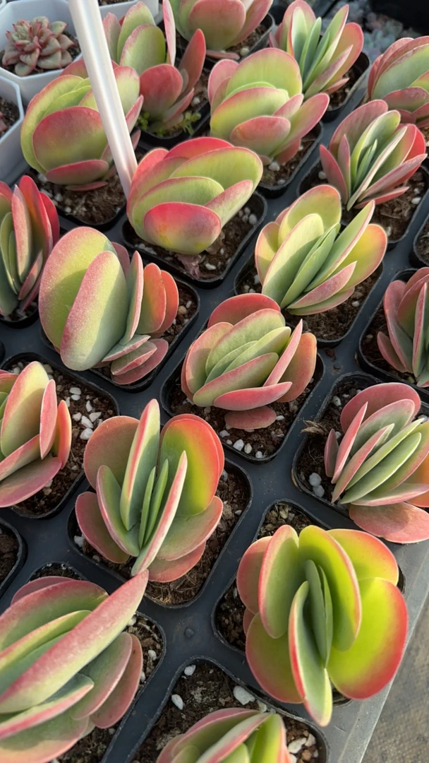 唐印多肉植物 脱土