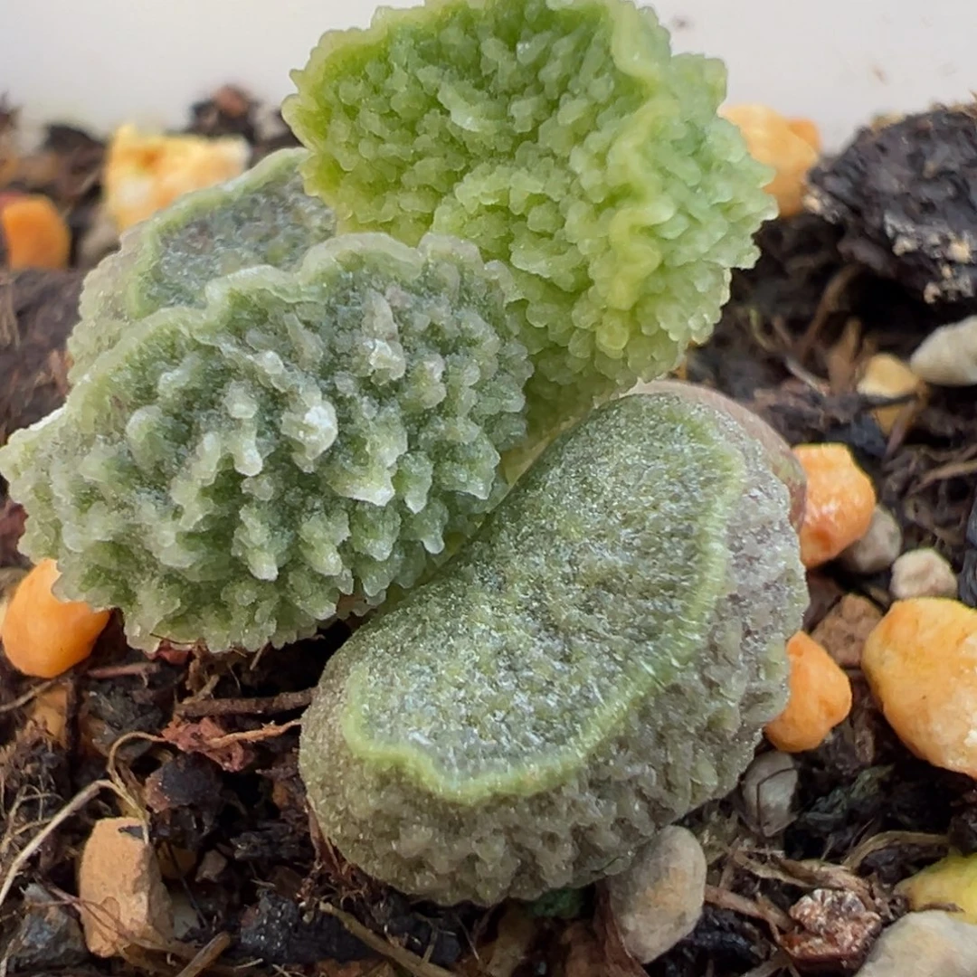 绿色腰子型实生新品多肉植物